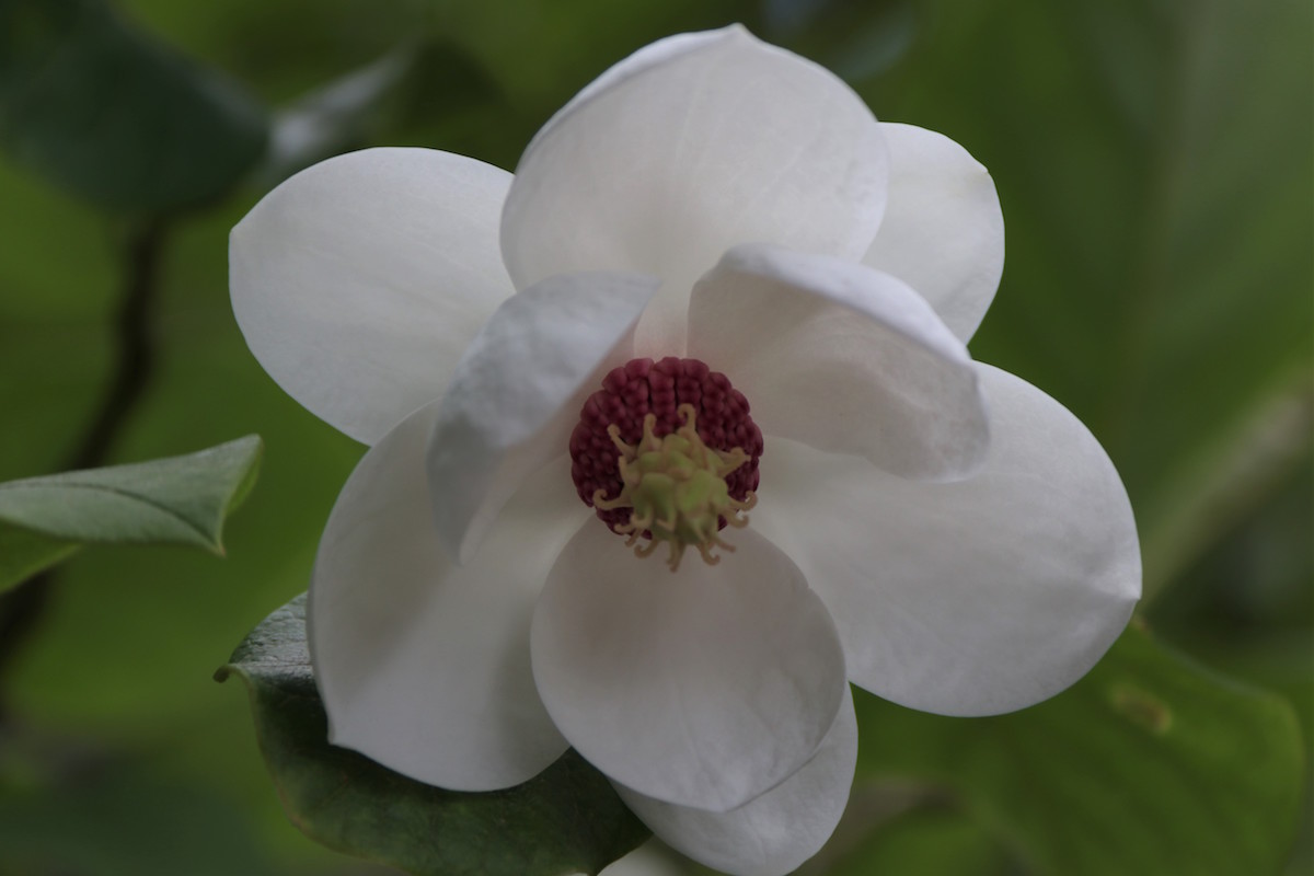 sieboldii